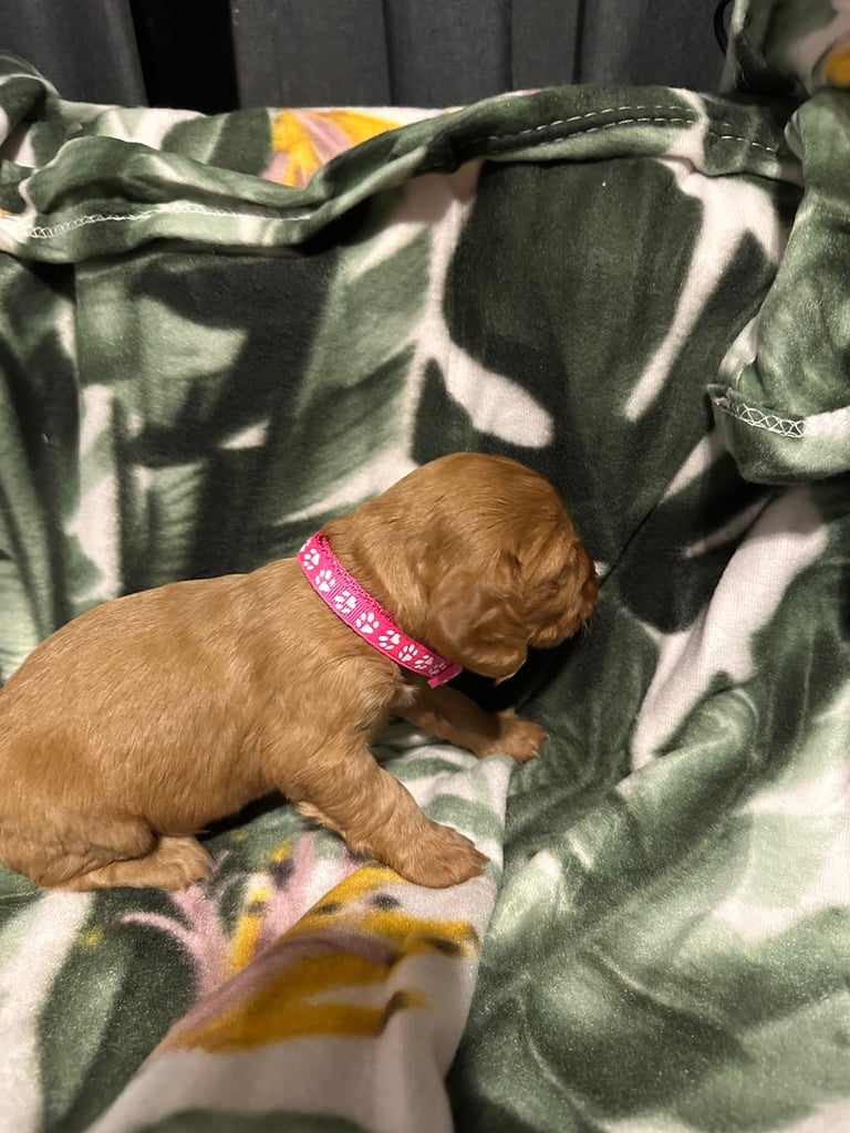 Cocker spaniel puppies for sale