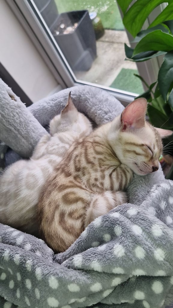 Rare and Stanning Pure Breed Glittered Bengal kittens