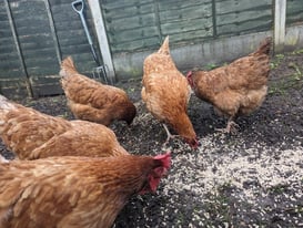 Red Hens