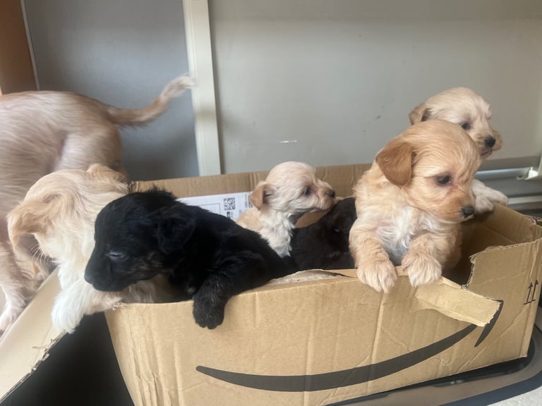 Miniature poodle cross puppies