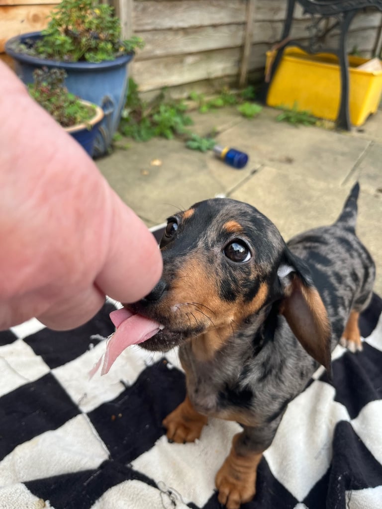 Beautiful dachshund puppies 🐾
