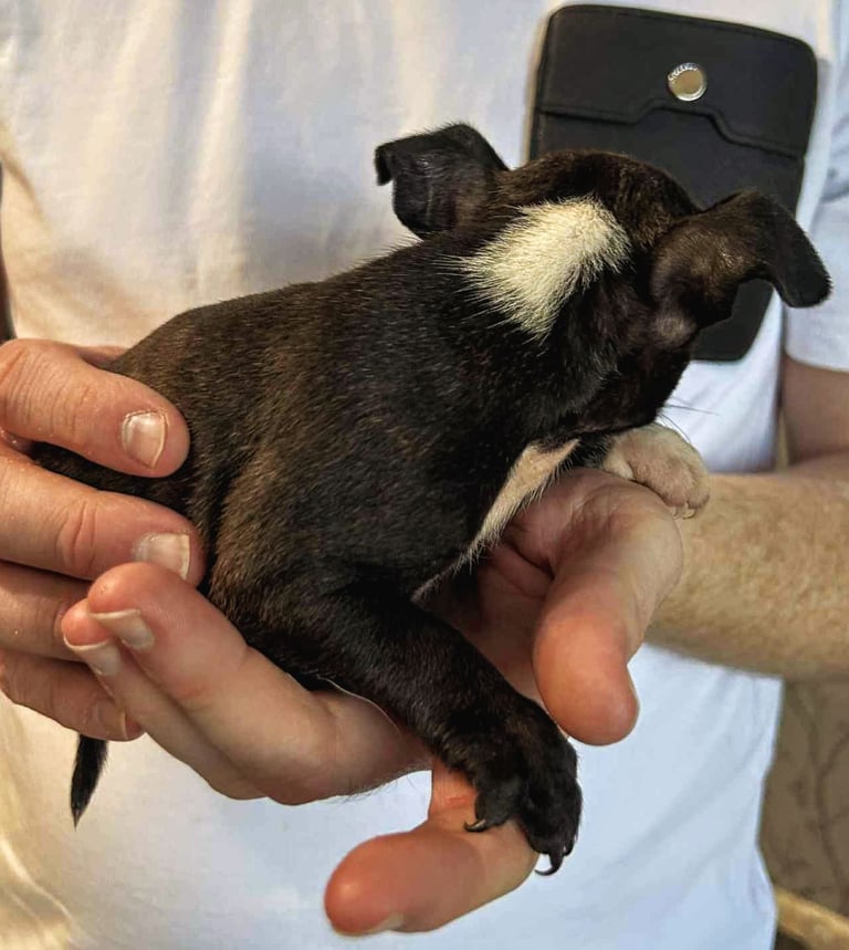 French Bulldog x Staffy - Puppies ( Price Reduced 4 LEFT )