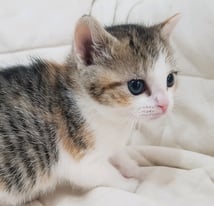Kittens Adorables cutes