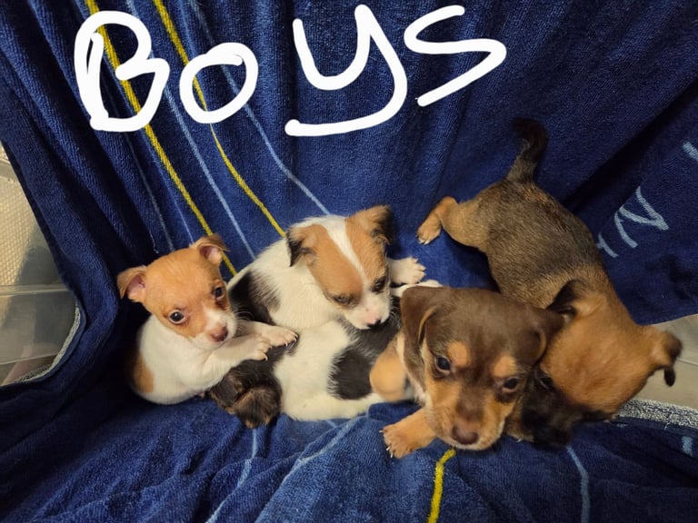 Jack russell pups 