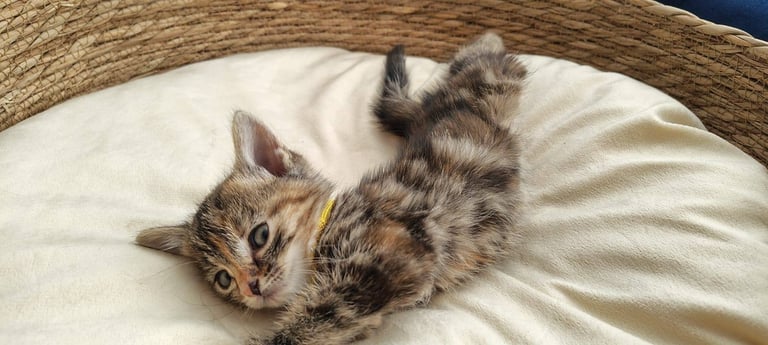 Adorable Kittens - domestic shorthair