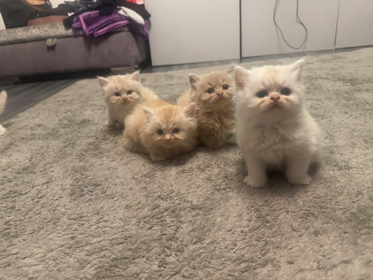 Persian x kittens 