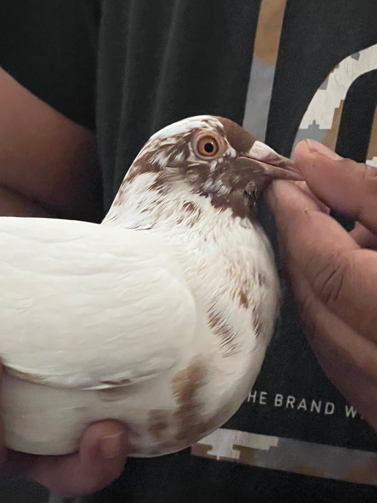 Colour racing pigeon 