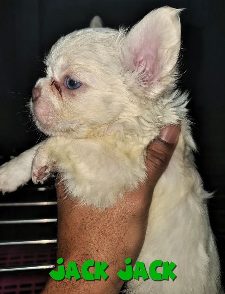  💎 7 Rare Visual Fluffy French Bulldog Puppies – Top Quality, Ready Now! 💎