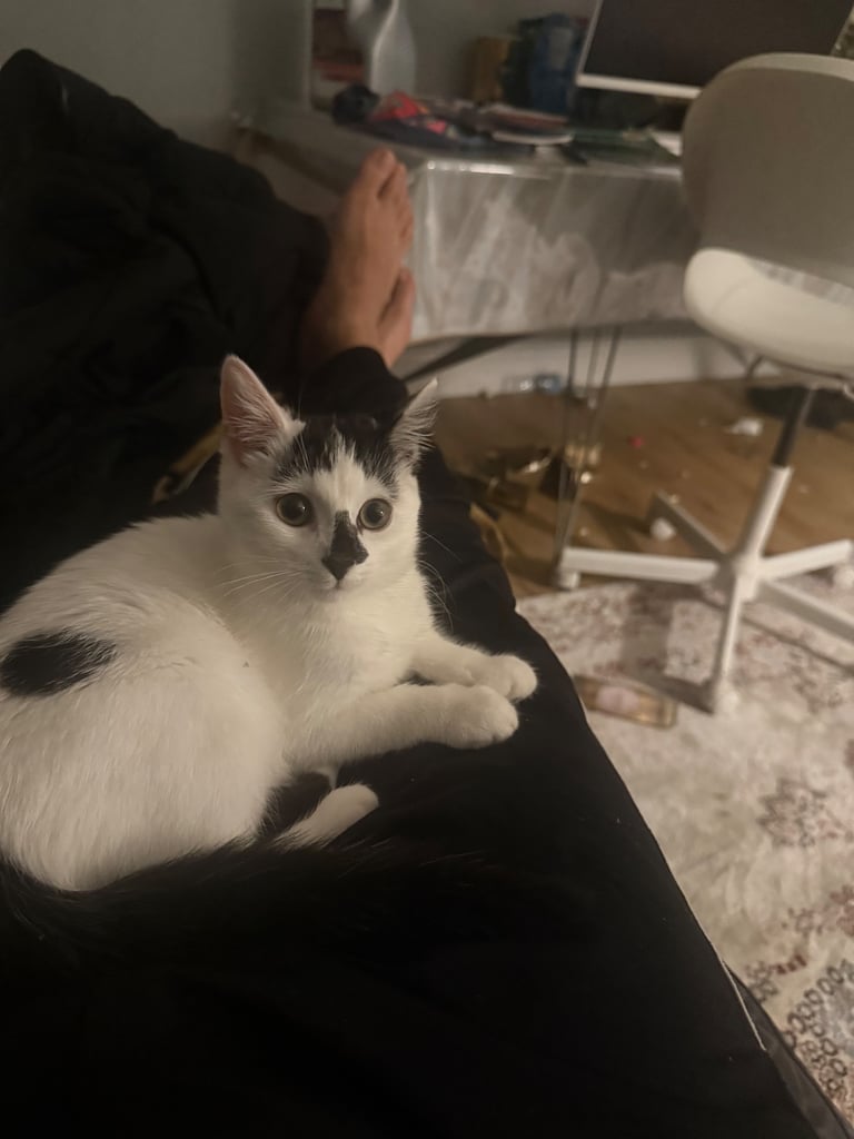 A beautiful, lovely and friendly kitten nearly 36 weeks old