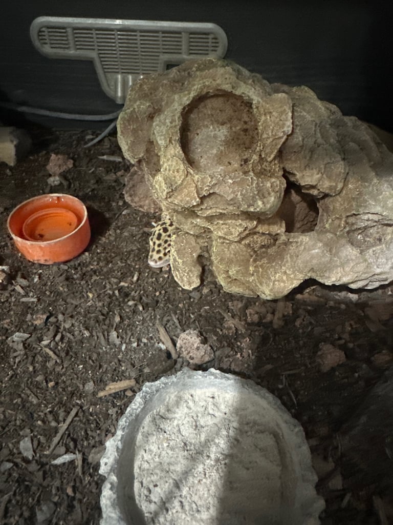 leopard gecko for sale