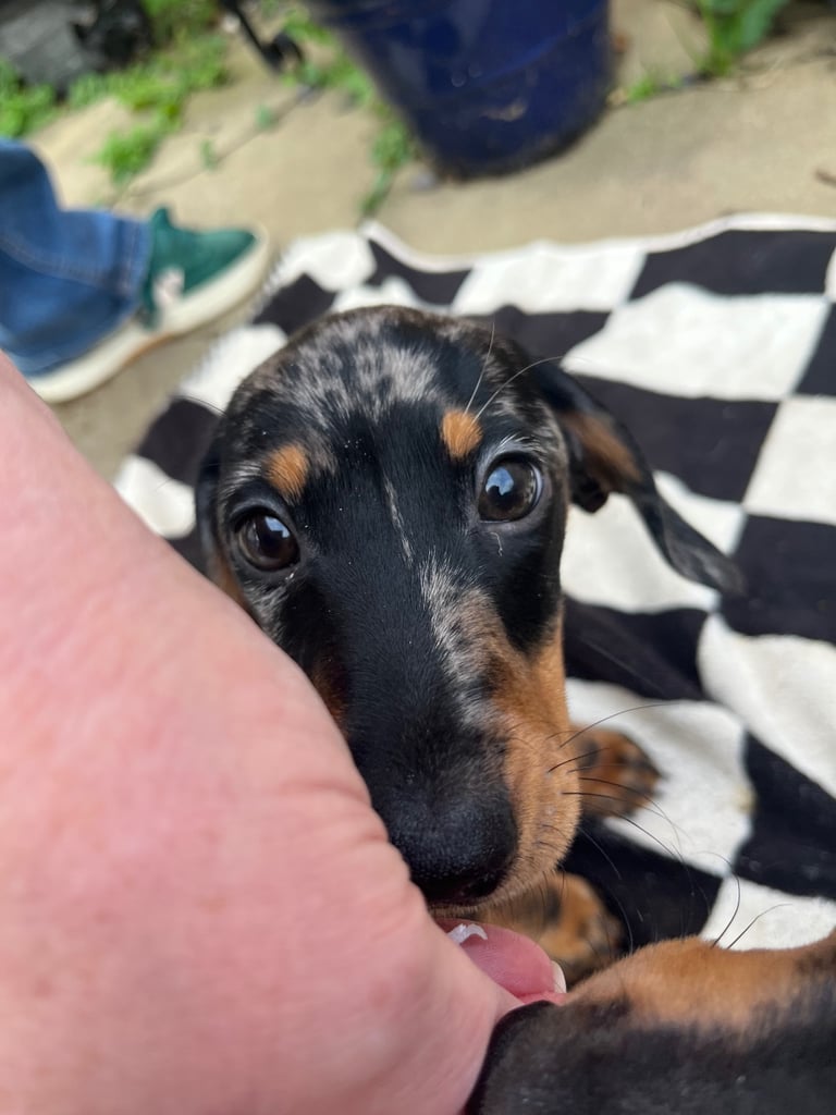 Beautiful dachshund puppies 🐾