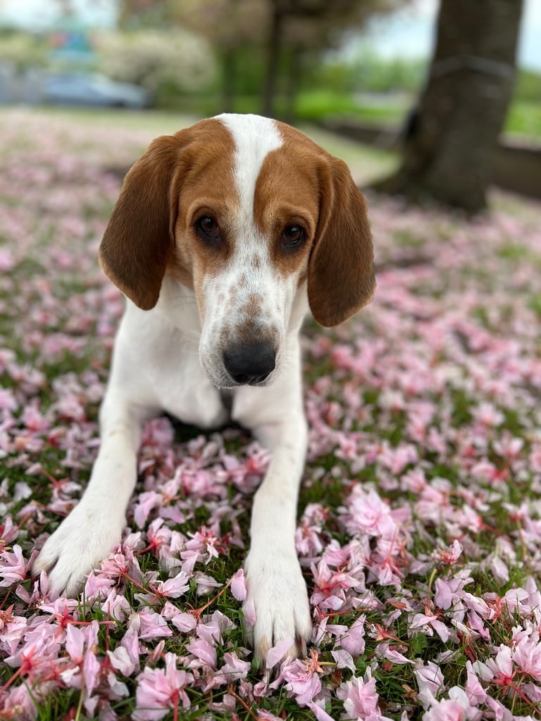 Female fox hound (unsprayed) for sale 