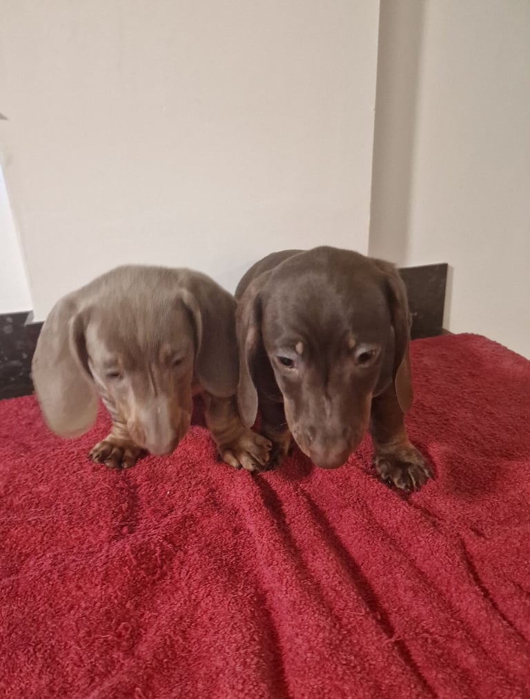 Dachshund puppies 