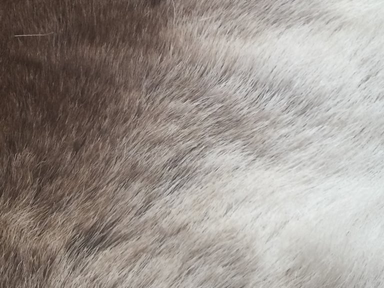Rug, Reindeer fur..from Poland