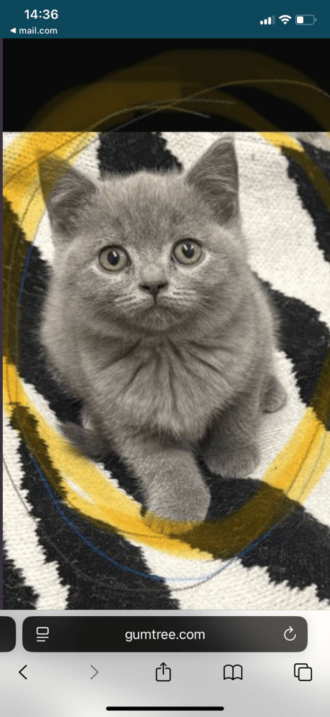 image for British shorthair 1 kitten left 