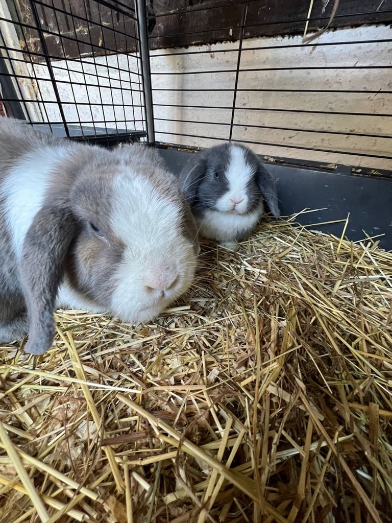 Mini lop buns 