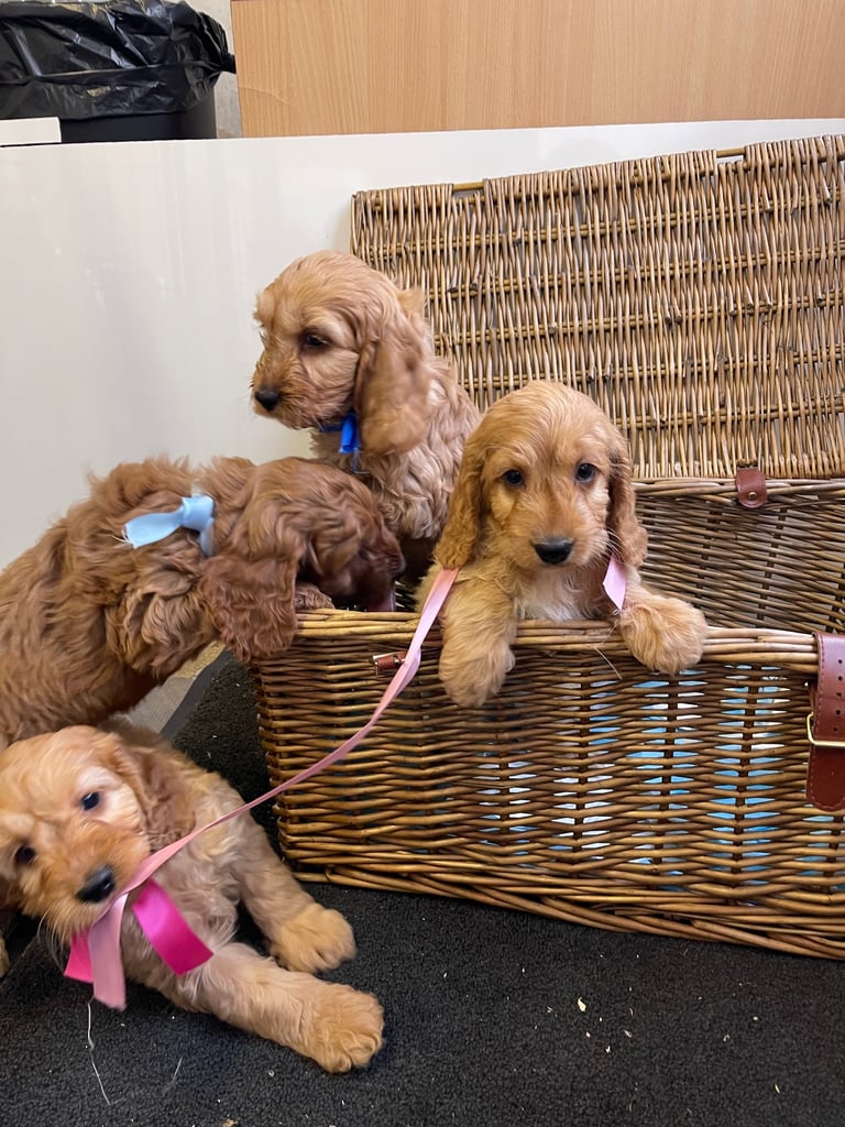 Red cockapoo puppies 