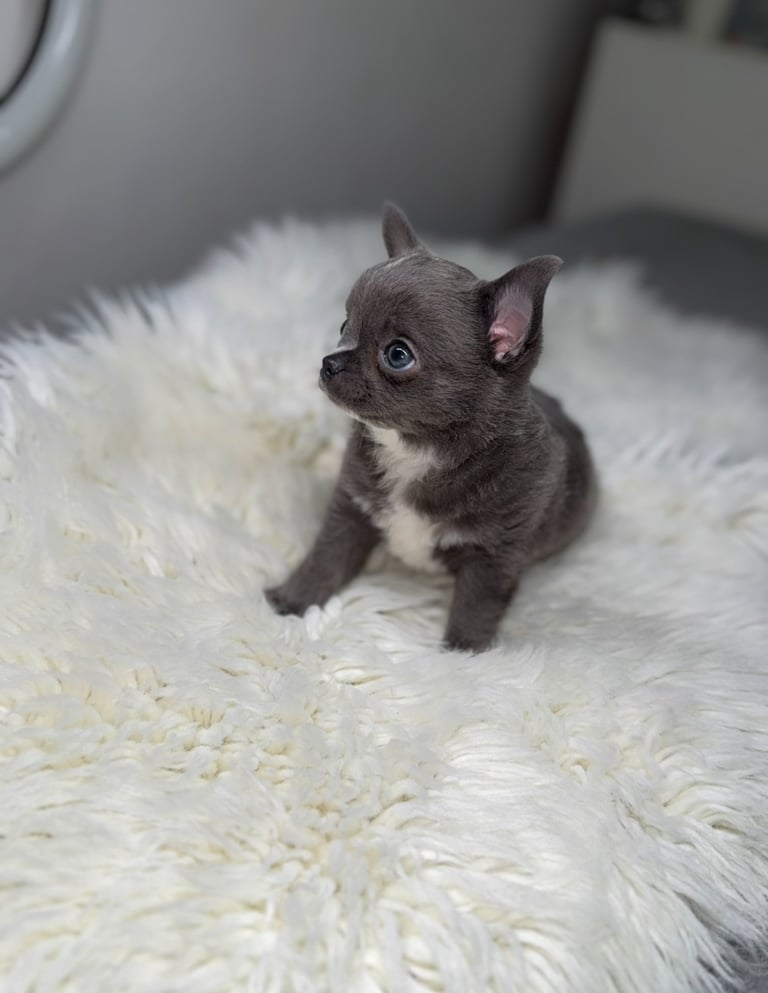 image for Blue chihuahua puppy ready now