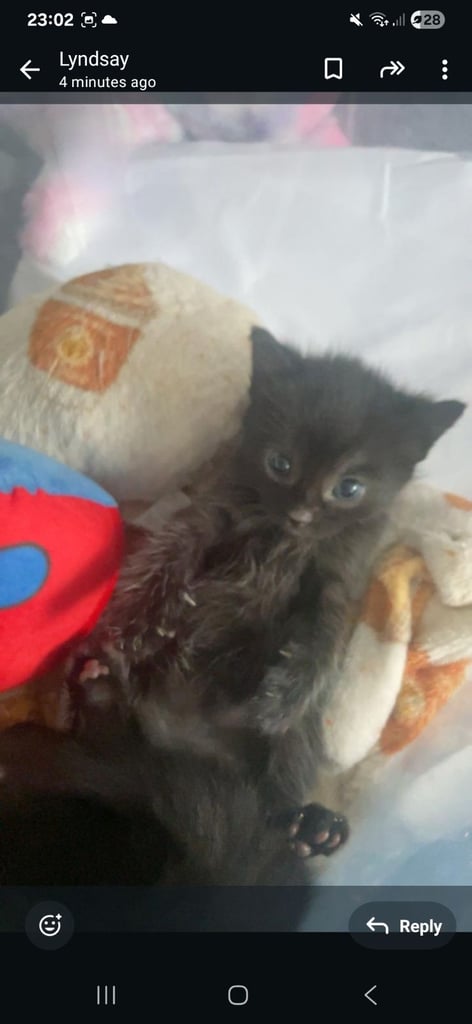 Maine coon x kittens