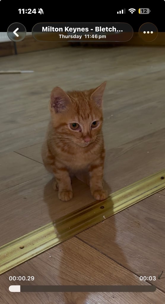 Beautiful kitten/cat ready for a loving home 