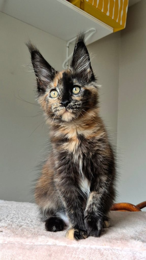 Maine coon gccf reg