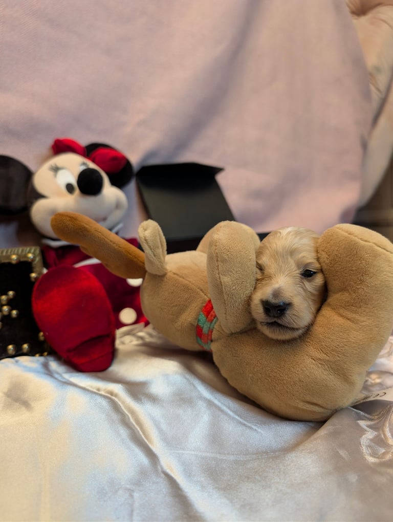  Hi, I’m a long-haired Mini pup! 💕 Rare creams & black & tans — will you be my new mummy or daddy?