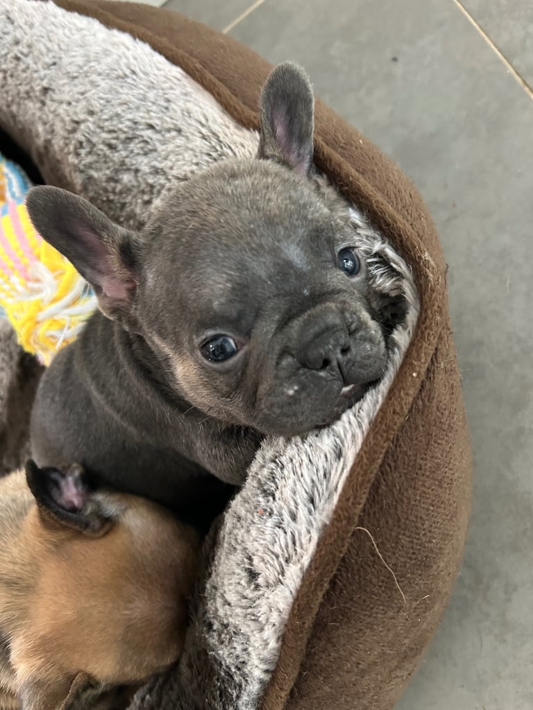 Full pedigree french bulldog Puppy (one left)