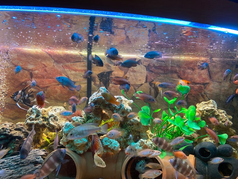 Tanks and fish for sale.