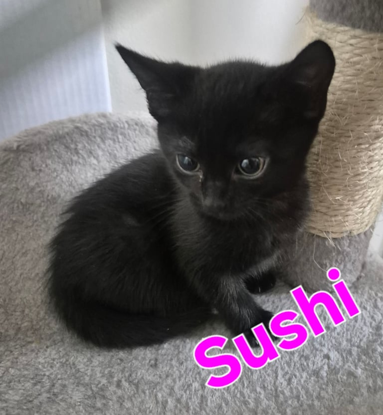 Beautiful Kittens Ready for Forever Home 