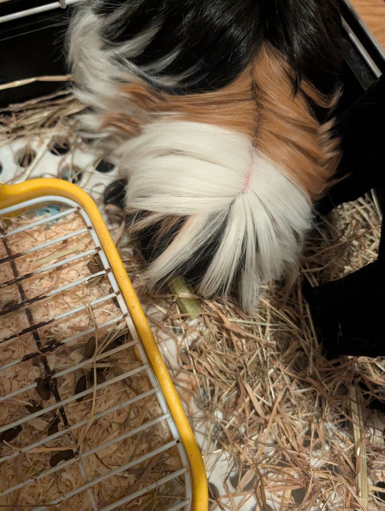 2 little guinea pigs 