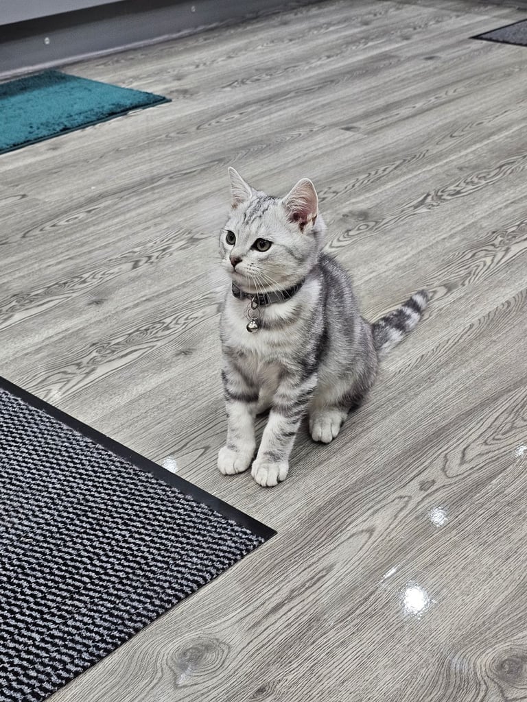 Beautiful Silver Tabby British Shorthair Boy