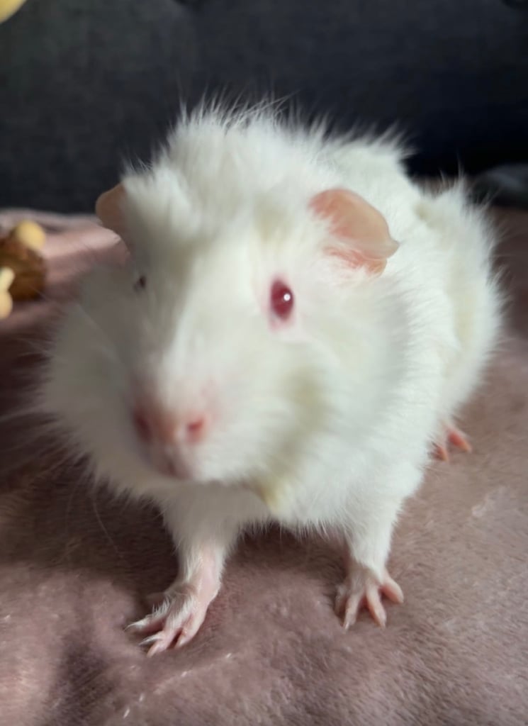 2 male guinea pigs (boars) with cage and accessories.