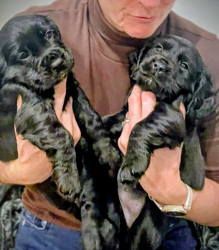 Stunning black K C Registered Cocker spaniels 