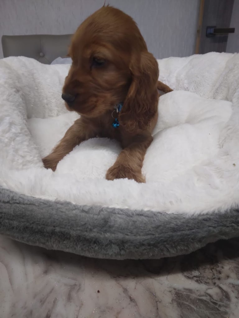 Cocker spaniel