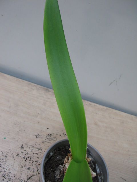 Amaryllis plant
