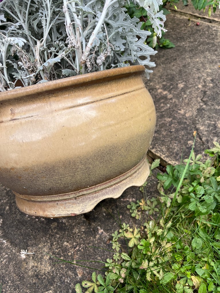 Ceramic Garden Planter with Evergreen Foliage | 30cm Diameter, 19cm Height | Winter ready