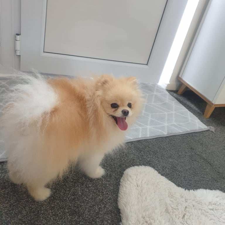 Beautiful pomeranian Teddy bear pomeranian puppies 