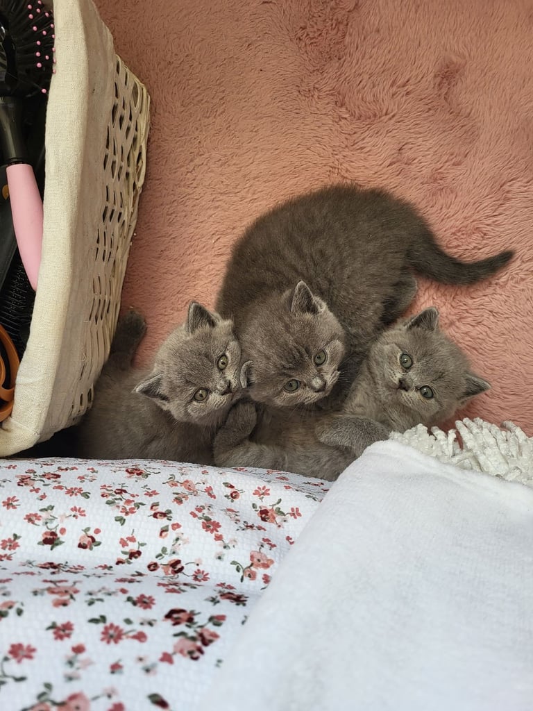 British blue kittens 