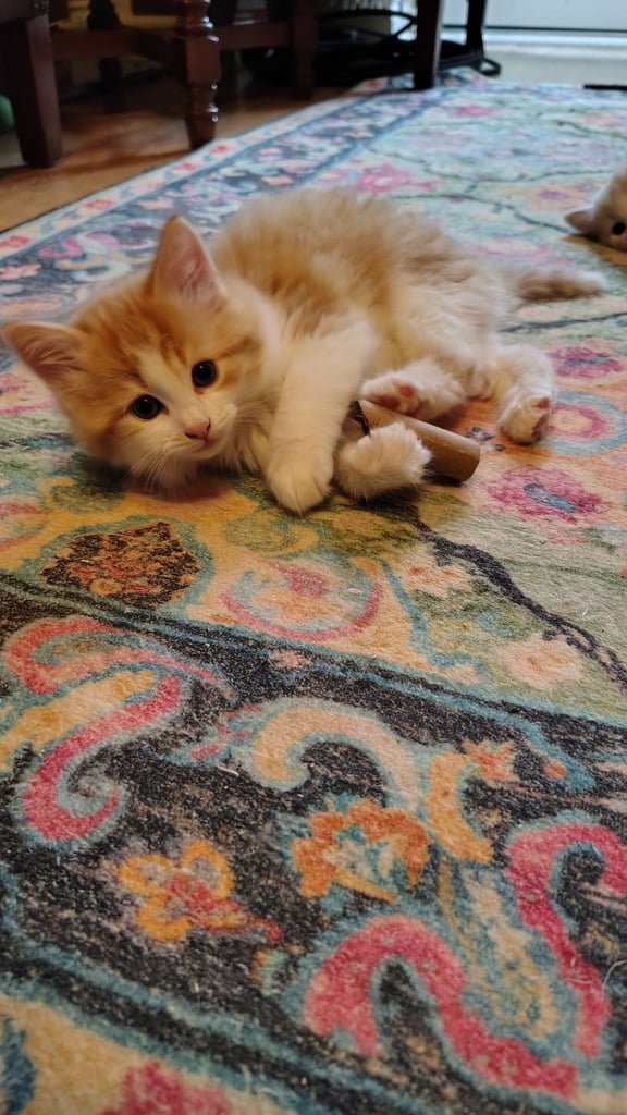 3 kittens ready to go home - All reserved