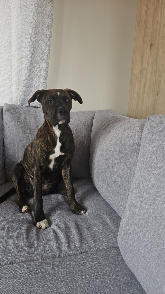 image for 9 month old puppy 
