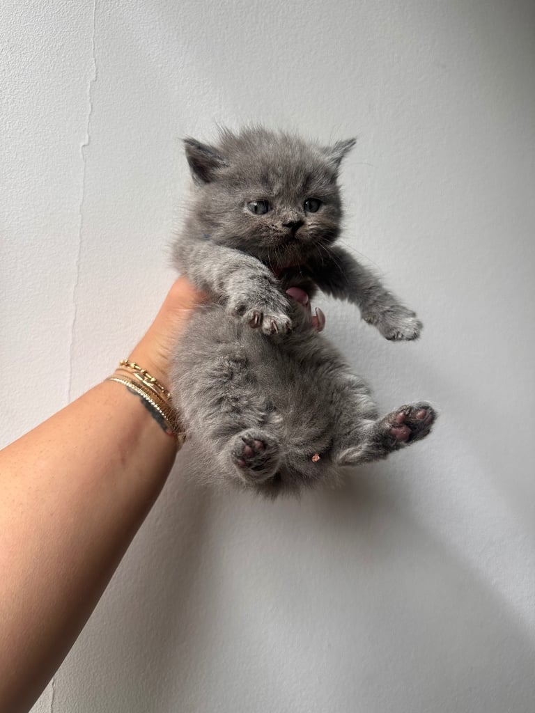 British short hair kittens 