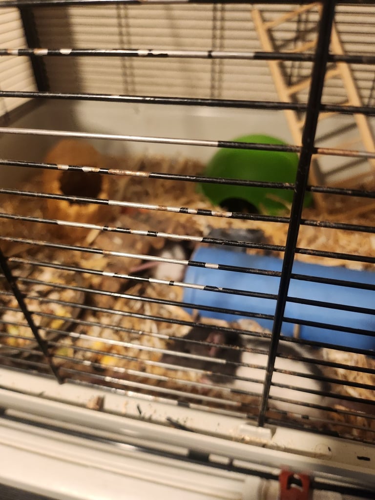 3 girls left Topeard&dumbos on way soon