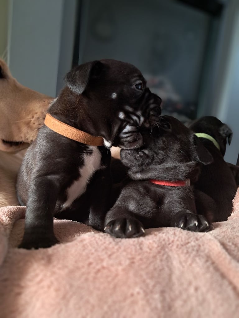 Frenchbulldog cross puppies 5 left 