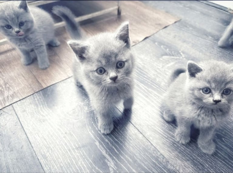 British short hair kittens grey