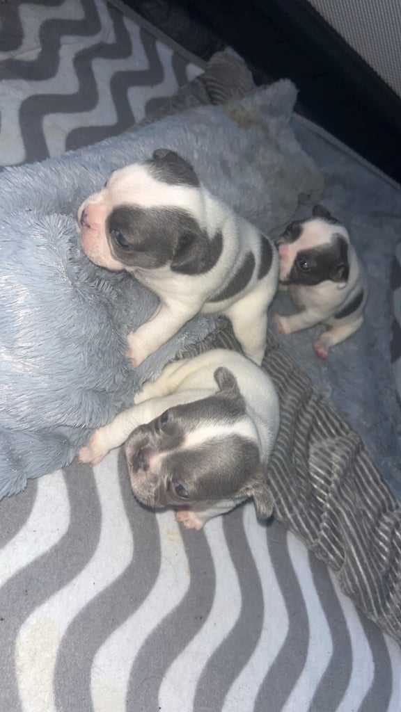 French bulldog pups 