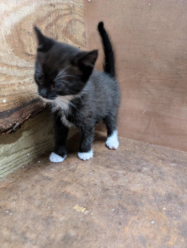 Kittens looking for forever homes 