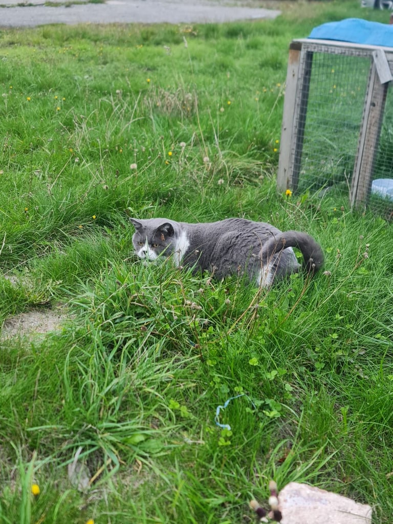 British Short Haired Male Cat