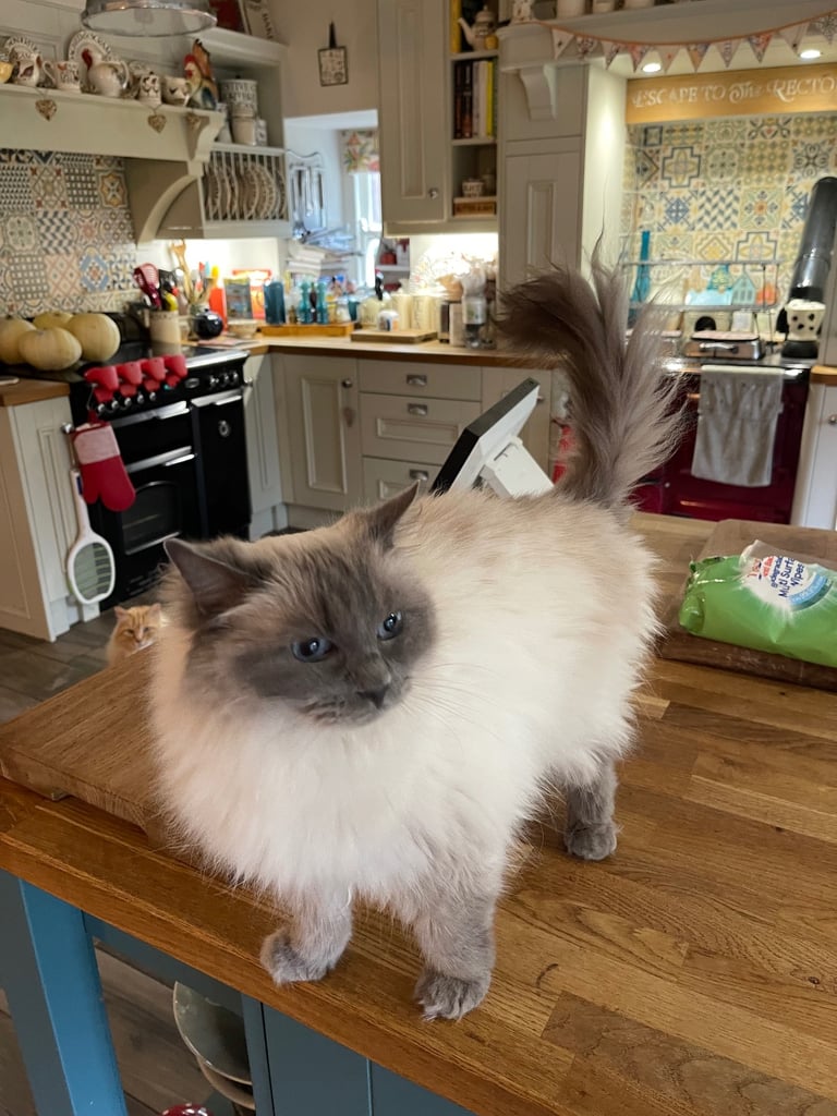 Two adult female ragdoll cats