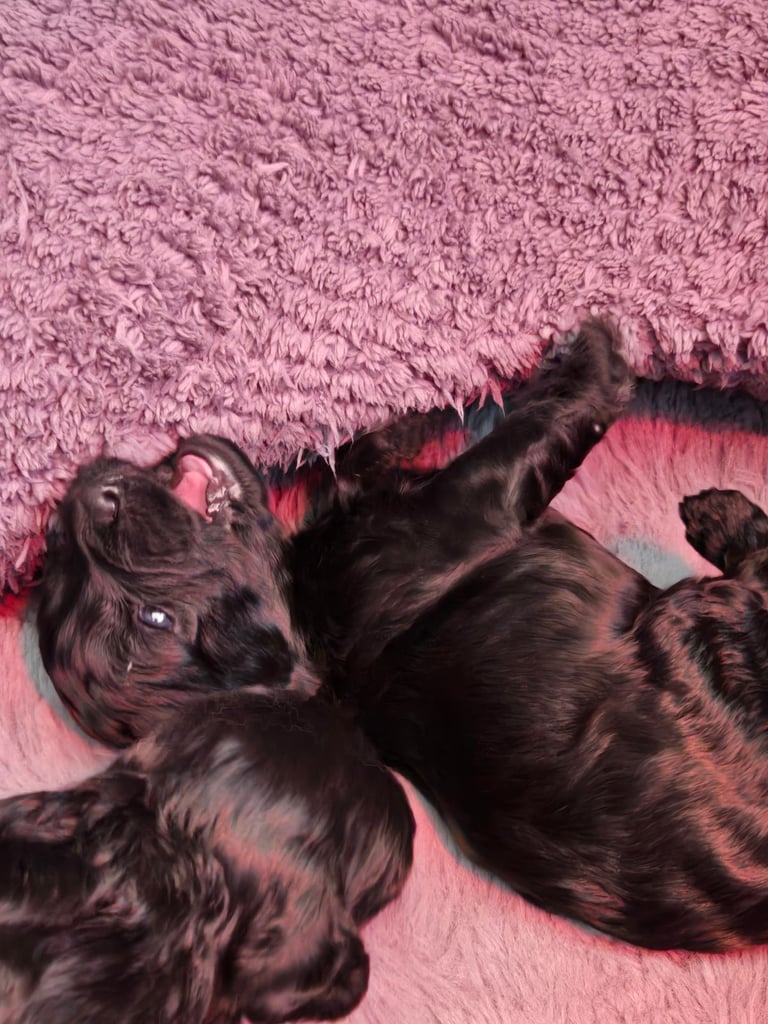 Gorgeous F1 Cockapoo Puppies