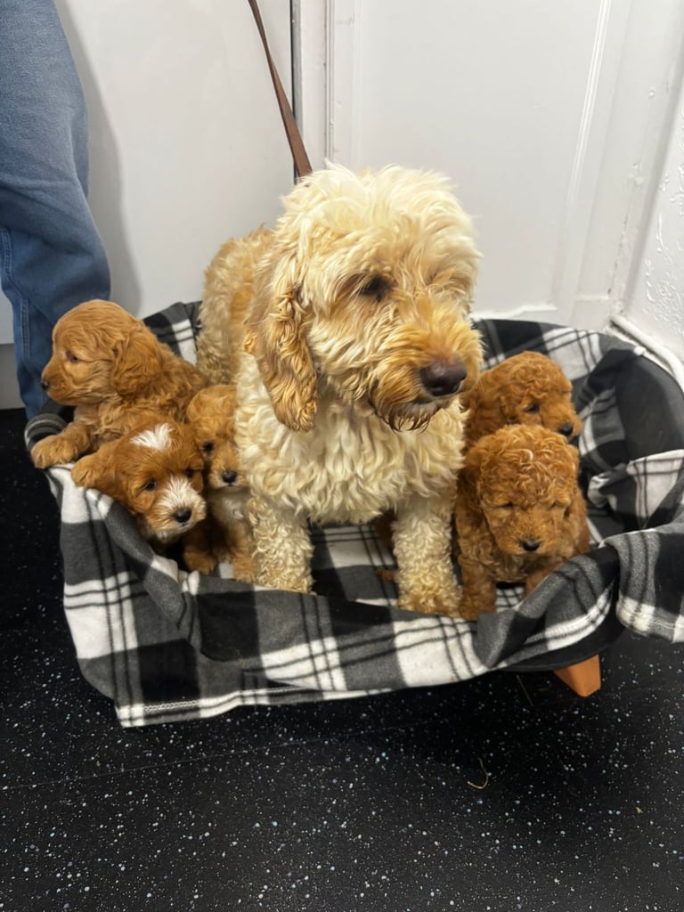 Cockapoo puppies